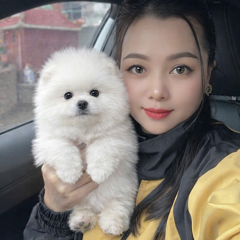 Chó Poodle - PV 15010